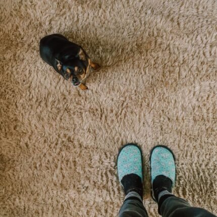 A cute Chihuahua looking up at a person in colorful slippers standing on a plush carpet.